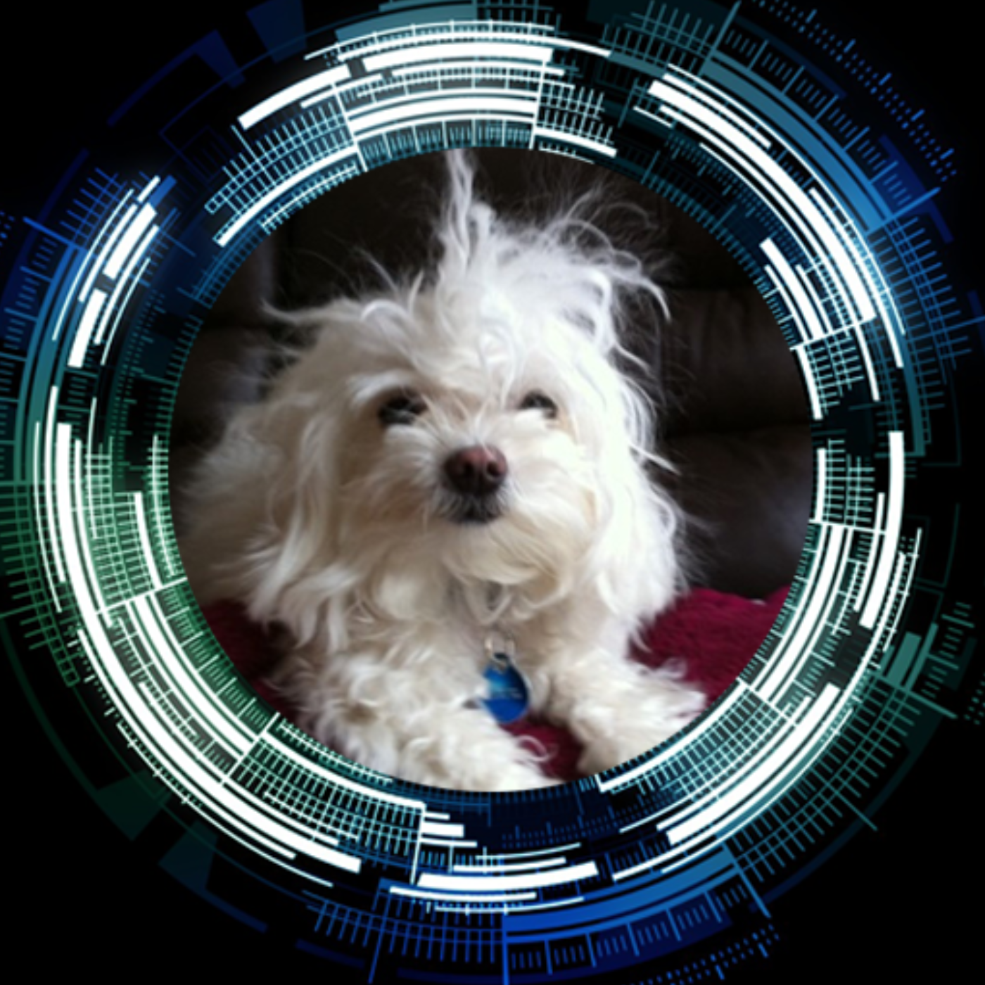 Rexdog Trading Profile Picture